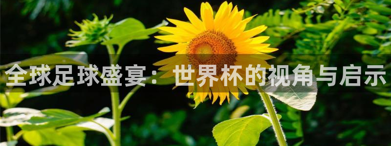 世界杯今年:全球足球盛宴:世界杯的视角与启示